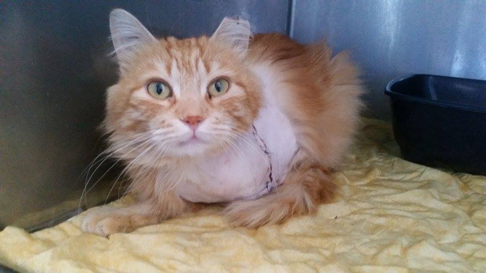 Chat hautes pyrenees