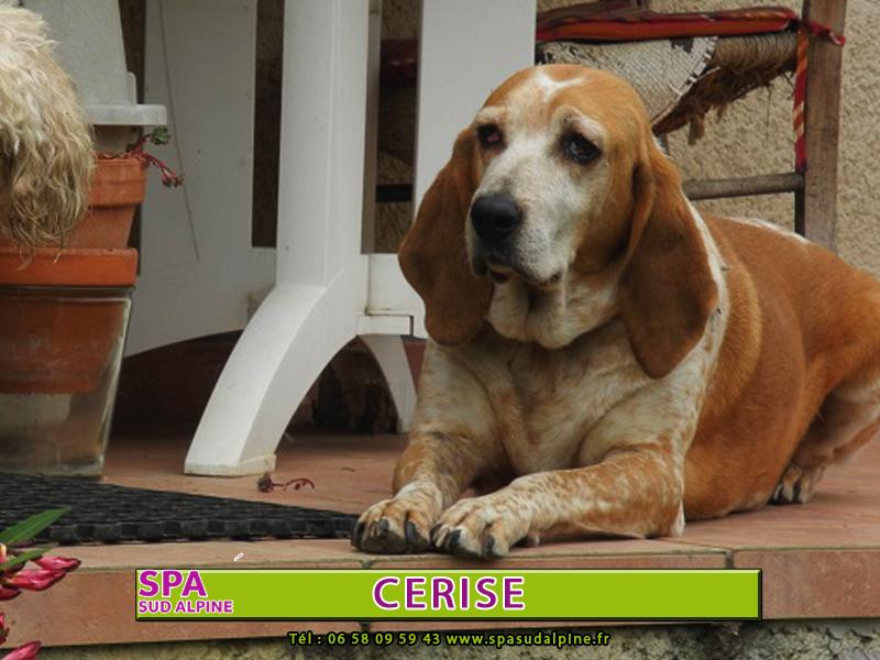 CERISE  -  Courante Bernois  8 ans  -  SPA  DE  VEYNES  (05) Cerise_002_chiens_spa_sud_alpine_2014_01_002