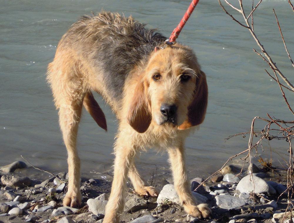 HOUNA  - x Griffon bleu de Gascogne 3 ans  (2 ans de refuge)  -  SPA  DE  VEYNES  (05) Houna-2014-11-1