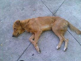 Le Chien Du Mois De Juillet Bongo Baya Et Tous Les Chiens