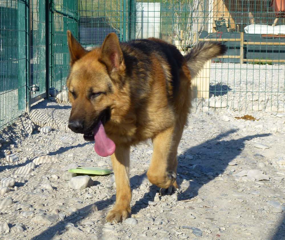 Urgent Cherchons Famille D Accueil Pour Simba Un Berger Allemand Spa Hautes Alpes Urgent Cherchons Famille D Accueil Pour Simba Un Berger Allemand Spa Hautes Alpes