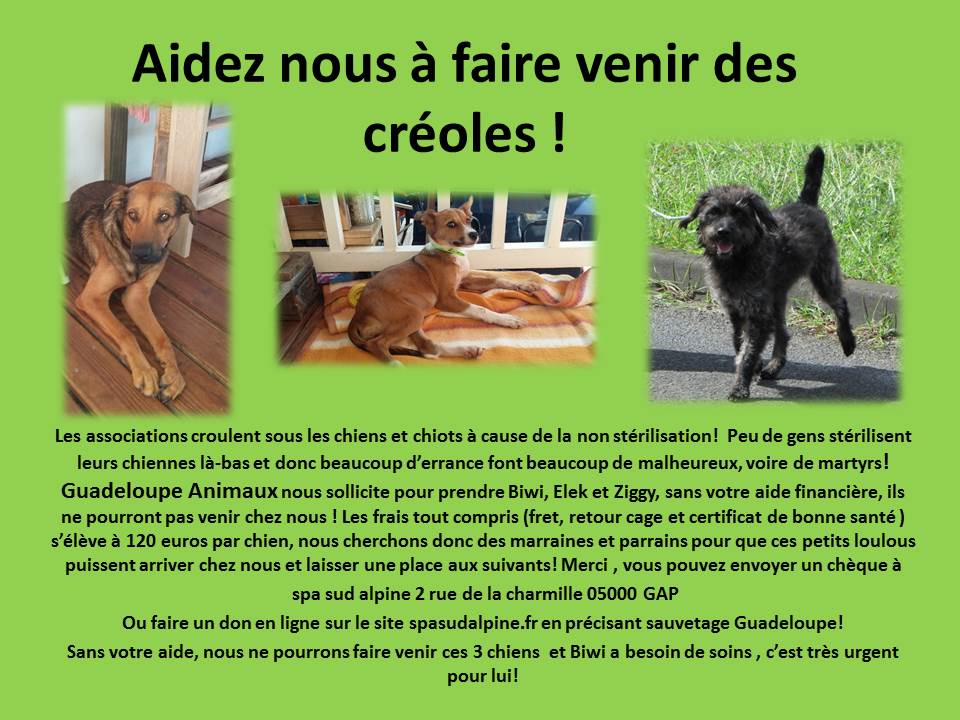 Aidez Nous A Sauver 3 Petits Créoles Spa Hautes Alpes