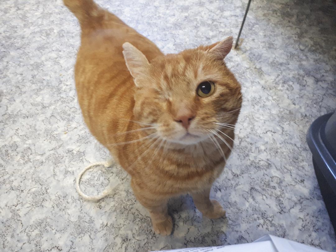 Le Chat Du Mois De Fevrier Van Gogh Le Malin Spa Hautes Alpes Le Chat Du Mois De Fevrier Van Gogh Le Malin Spa Hautes Alpes