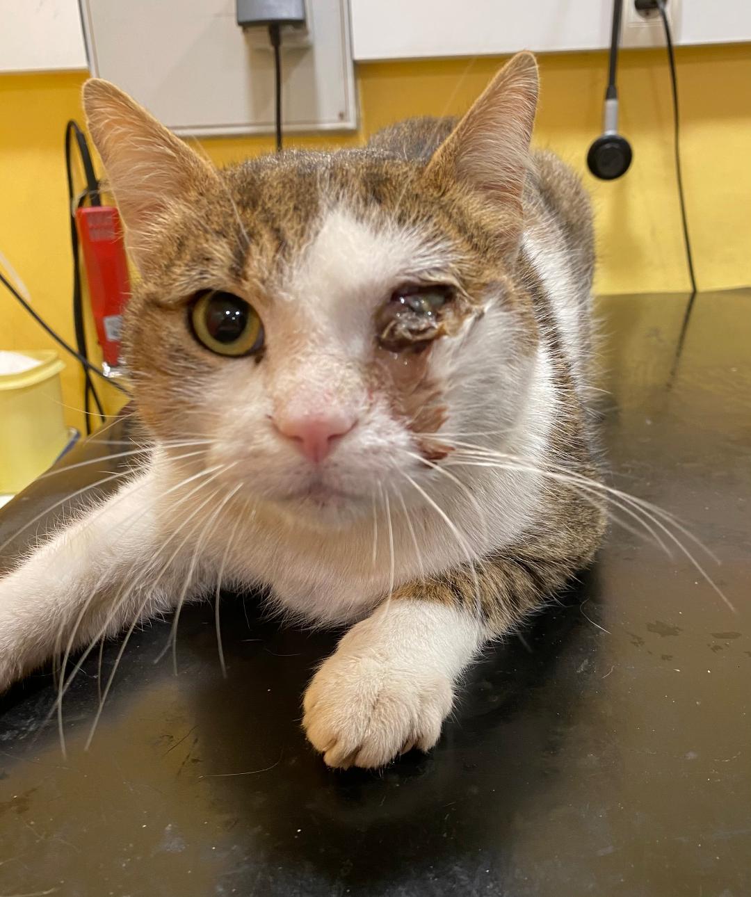370 Euros A Trouver Pour Sauver Routard Chat Accidente De L Euthanasie Spa Hautes Alpes
