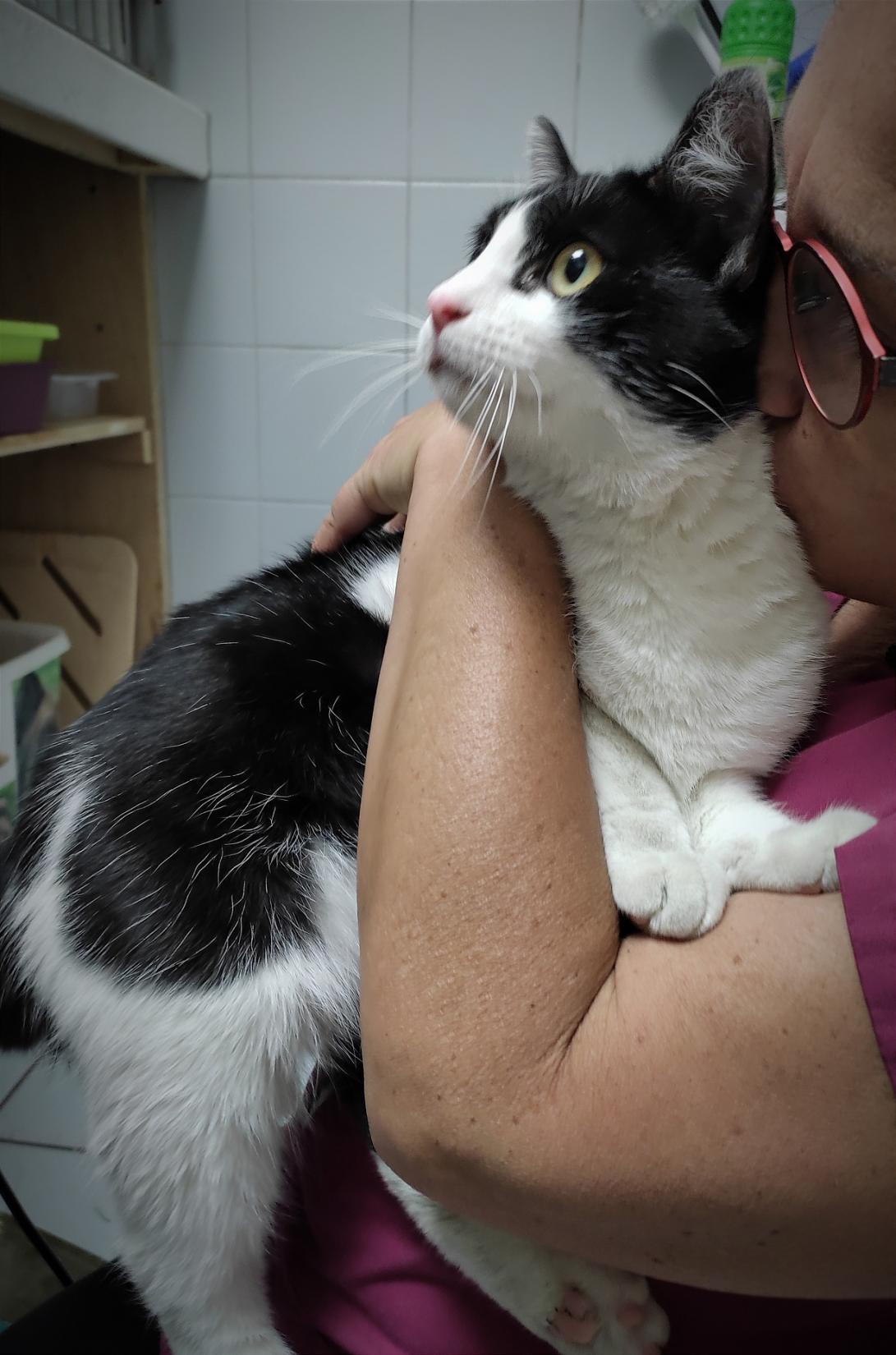 Sos Pour Ti Paques Chat Blesse Abandonne Spa Hautes Alpes