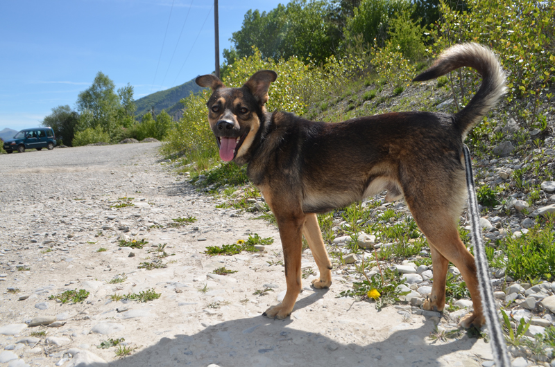 GOPO chien de la SPA Sud Alpine 