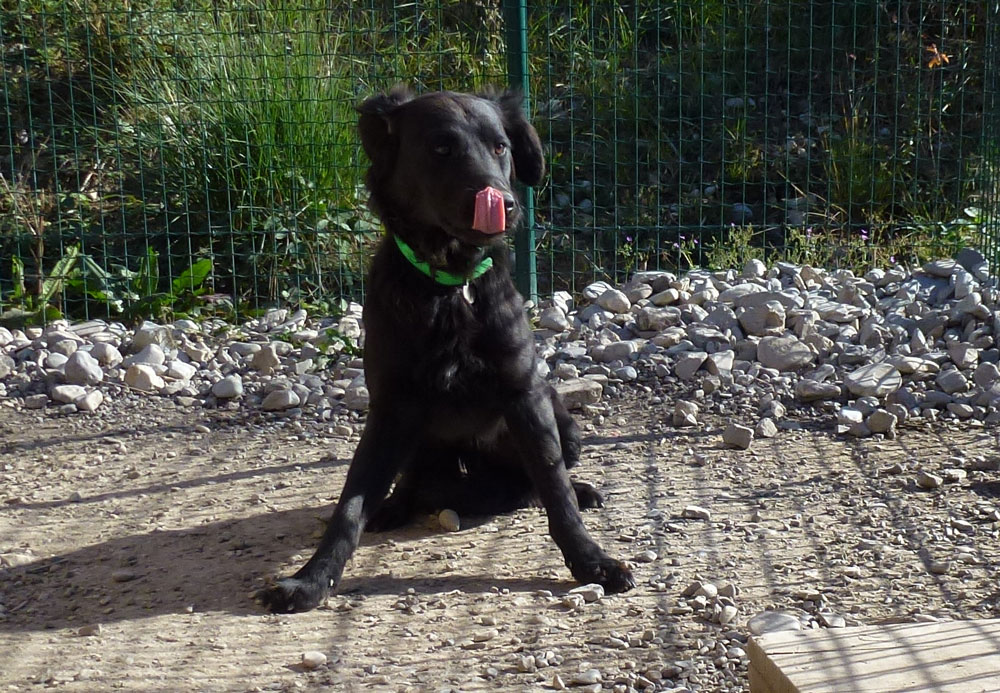 JORIS - x labrador/border 10 ans  (6 ans de refuge) -  Refuge la mascotte à Veynes (05) Joris1w