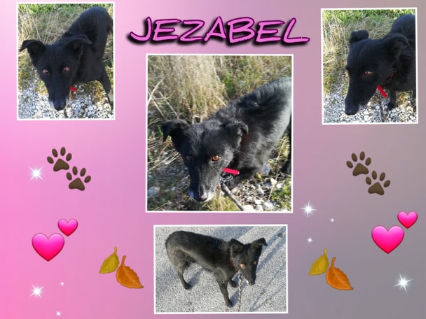 JEZABEL - x border 13 ans (5 ans de refuge)  Refuge La Mascotte à Veynes (38) 73303709-783111248816415-9046877000140062720-n