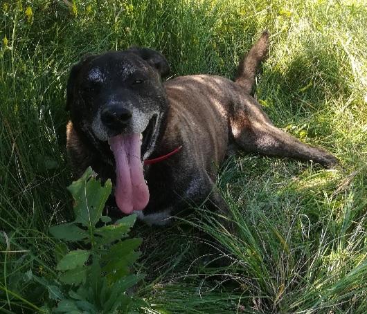 SPYKE - x berger allemand 11 ans (7 ans de refuge) Refuge la mascotte à Veynes (05) 20200624-183147