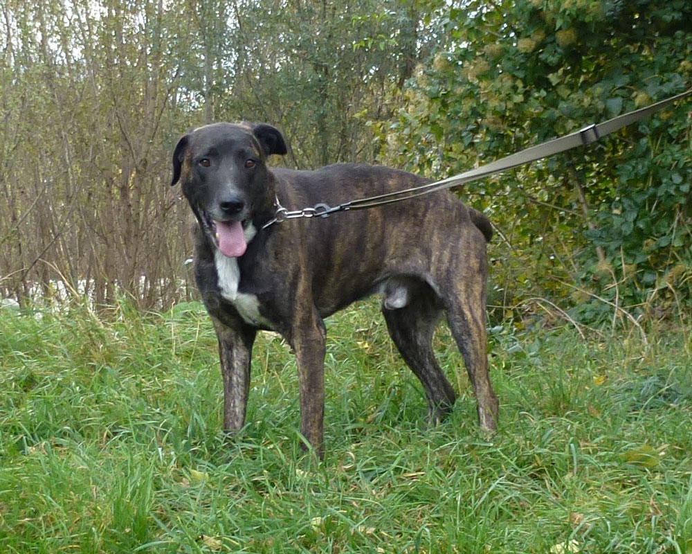 chien bringé adoption refuge spa sud alpine gap veynes paca hautes alpes