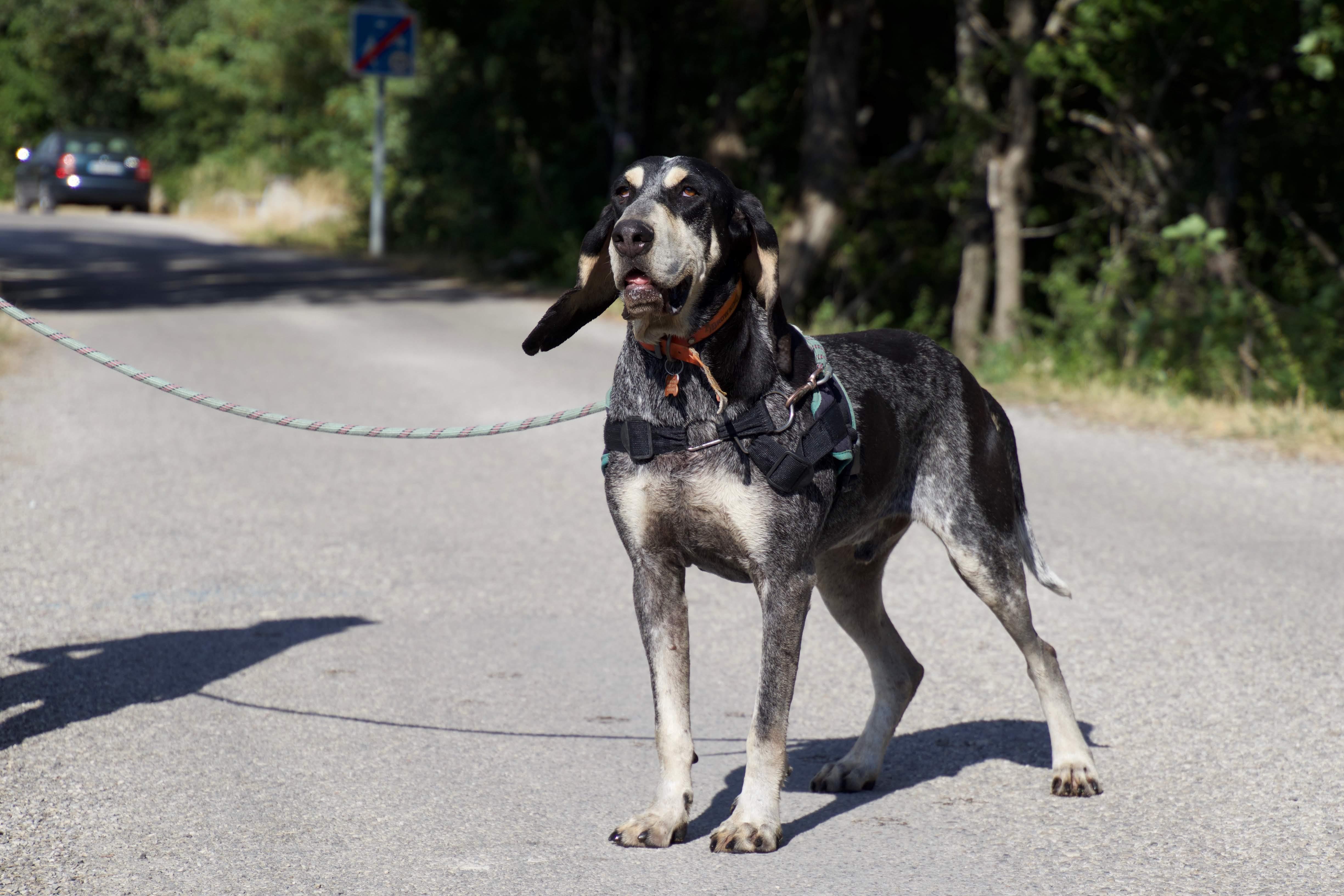 OTIS -  x ariegeois 9 ans (5 ans de refuge)  - Refuge de Veynes (05) Img-1878