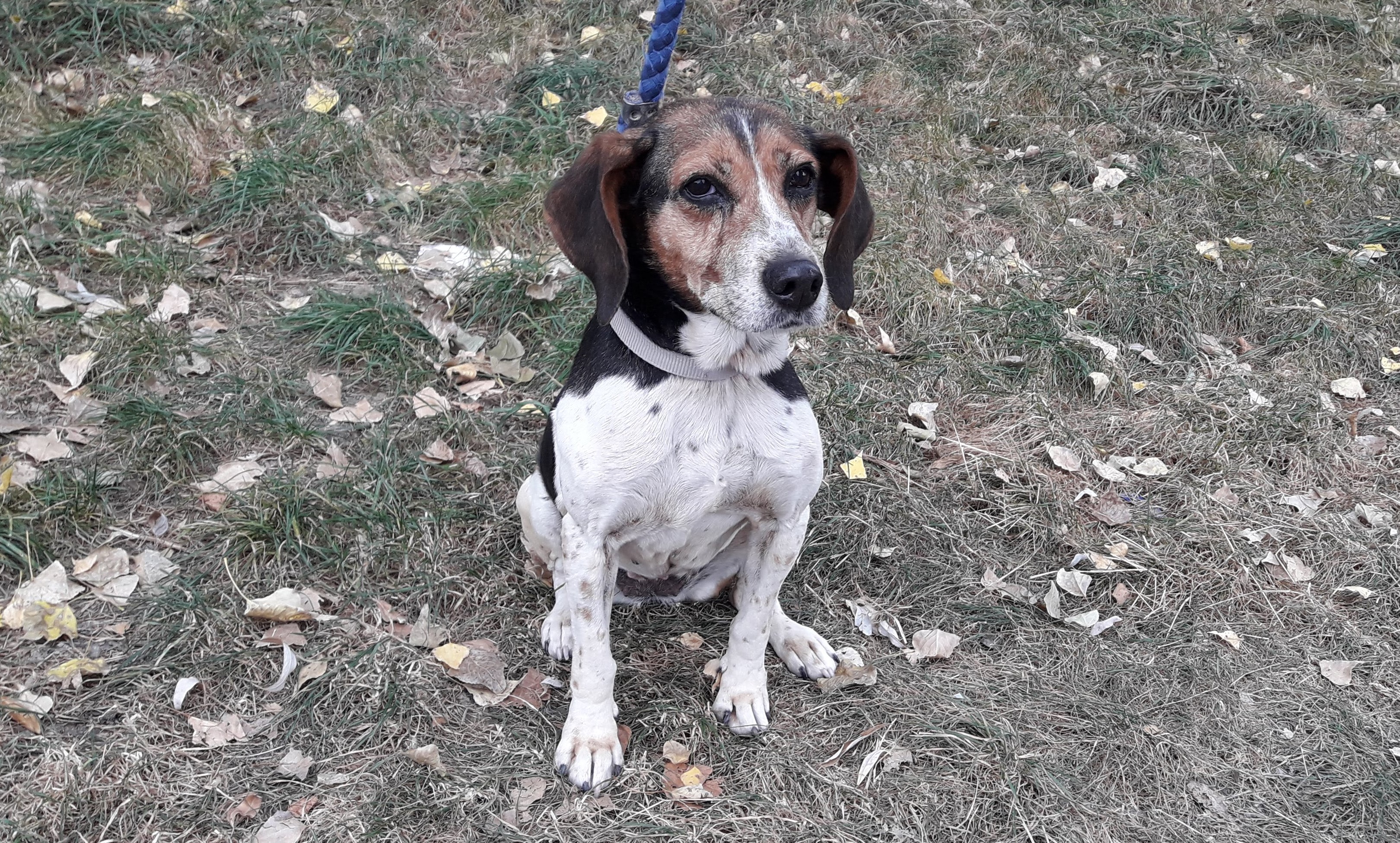 OSIS - beagle 10 ans - Refuge La Mascotte à Veynes (05) 20180930_161325_2