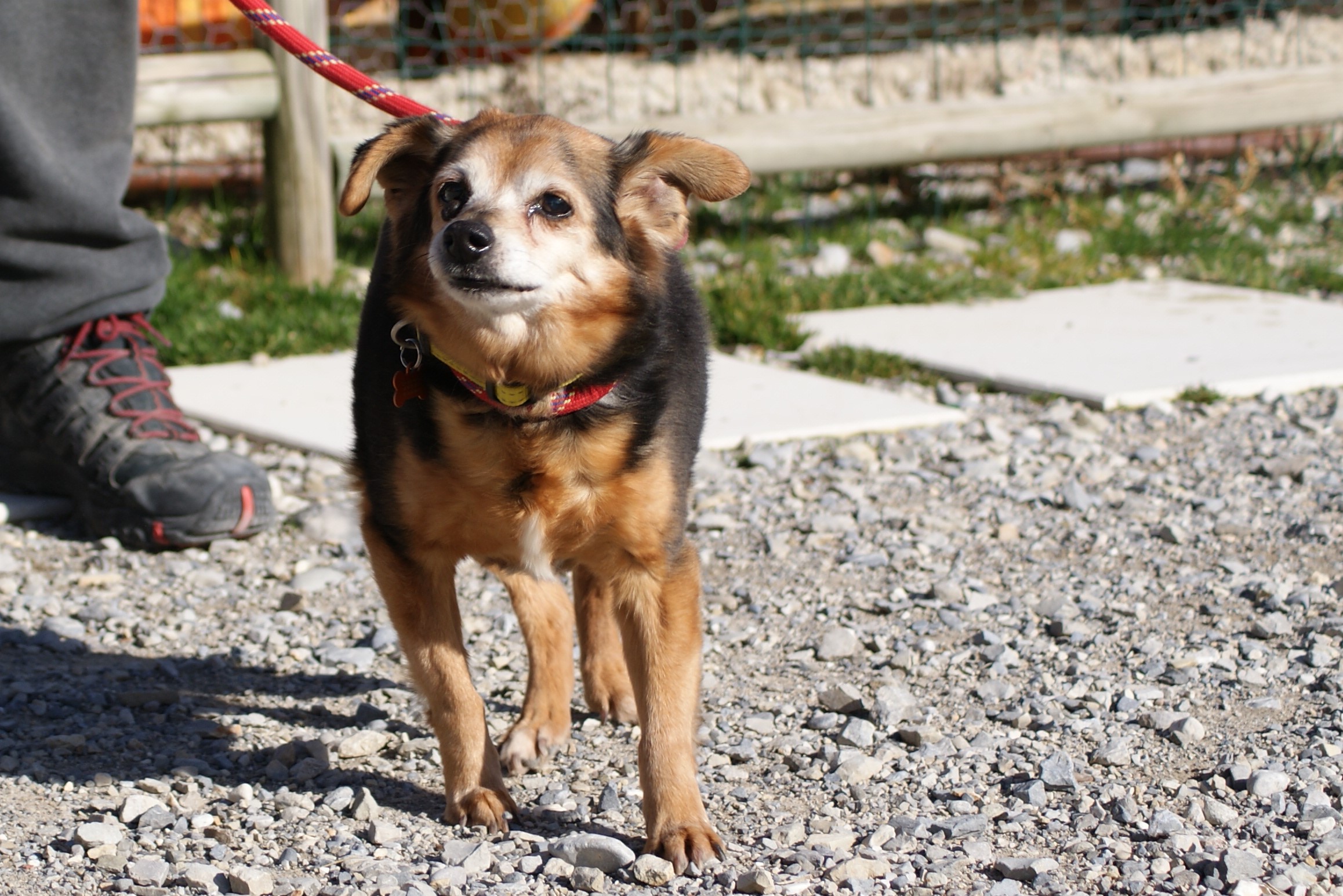 CHOUPS 13 ans et TITUS x pinscher 14 ans - Refuge la Mascotte à Veynes (05)  Dsc00740-2