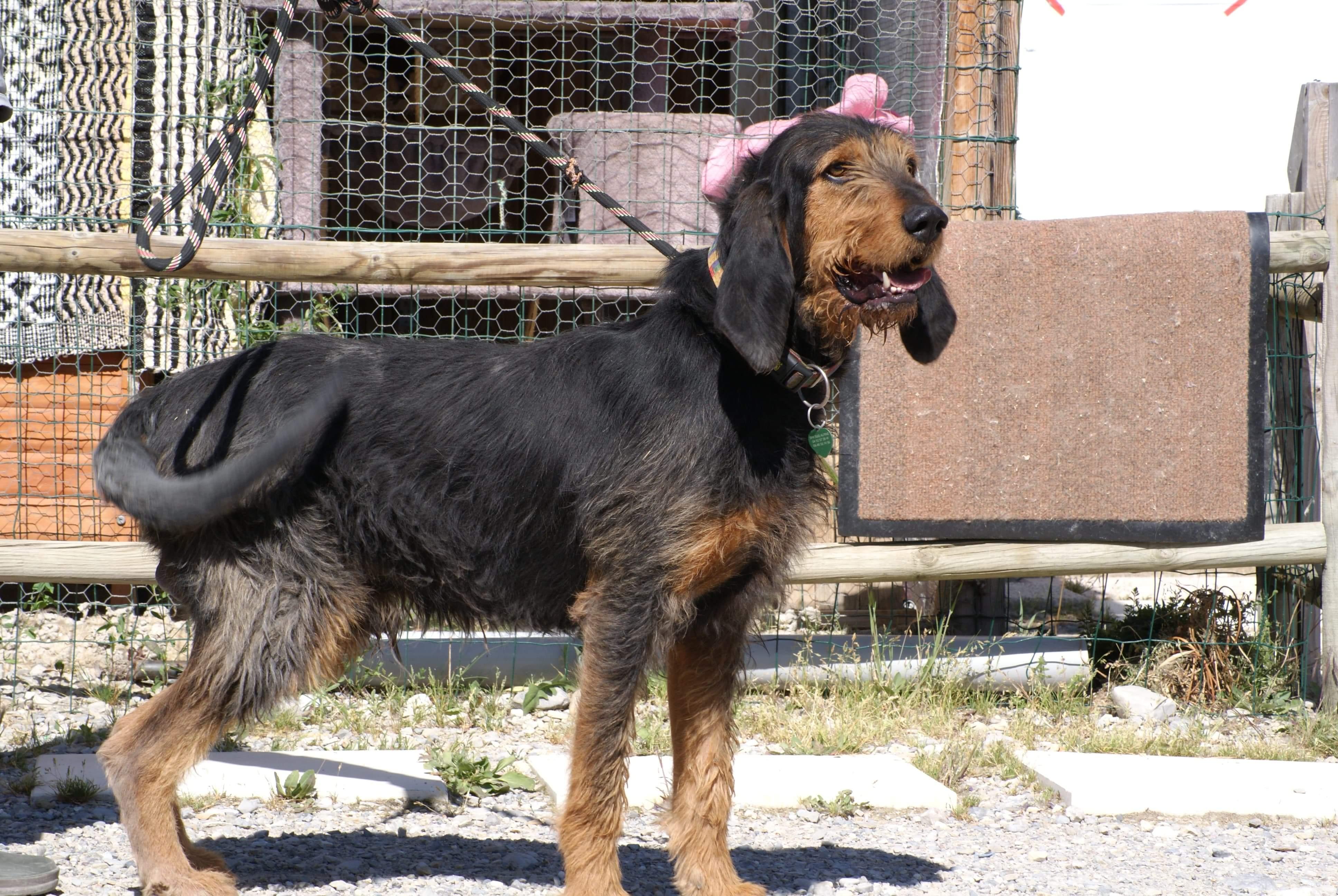 RAMBO - x griffon 4 ans - Refuge de Veynes (05) Received-1129252324106997