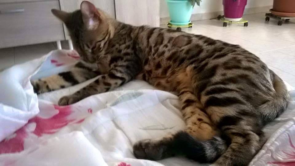 Perdu Chat Type Bengale A Gap Spa Hautes Alpes