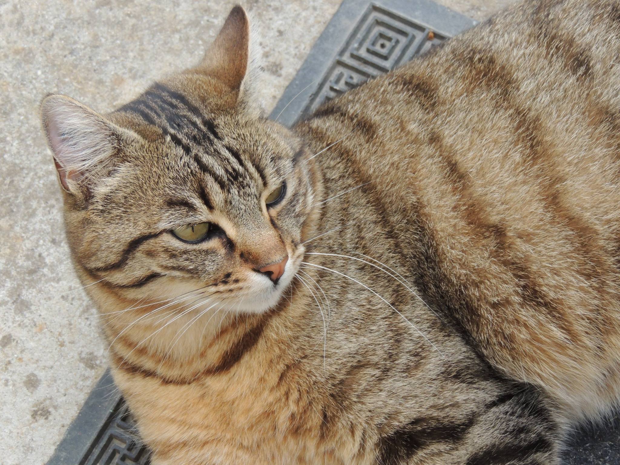 Chat hautes pyrenees