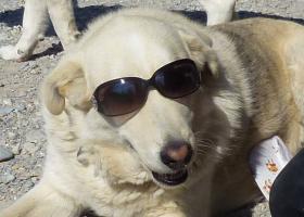 aphro, chien lunettes , adoption, refuge, veynes hautes-alpes 