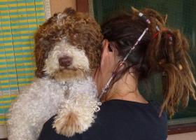 chien lagoto romano adoption refuge spa gap veynes hautes alpes paca spa sud alpine