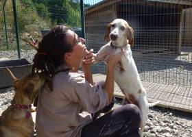 chien epagneul adoption refuge spa sud alpine chien du mois de novembre