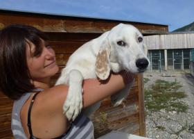 chien croisé golden adoption paca veynes gap spa sud alpine