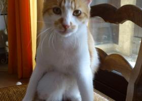 chat roux adoption spa sud alpine hautes alpes paca gap veynes 