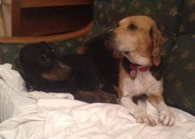 beagle et jag adoption refuge spa sudalpne veynes gap paca