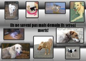 urgence euthanasie séville espagne