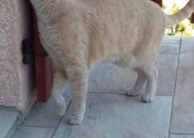 Annonces D Animaux Trouves Spa Hautes Alpes Annonces D Animaux Trouves Spa Hautes Alpes