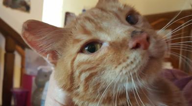 Le Chat Du Mois D Octobre Melon Le Mal Aime Spa Hautes Alpes Le Chat Du Mois D Octobre Melon Le Mal Aime Spa Hautes Alpes