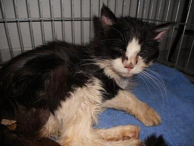 Violente Epidemie De Typhus Mortel Dans La Region De Gap Spa Hautes Alpes