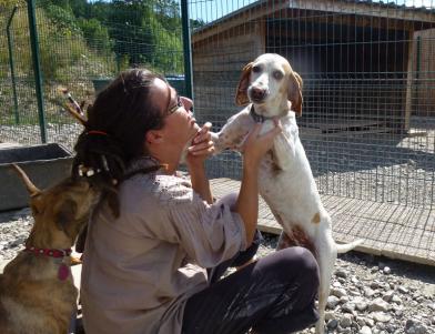 chien epagneul adoption refuge spa sud alpine chien du mois de novembre