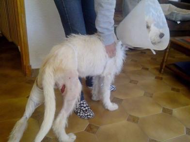 chien griffon blanc spa sud alpine adoption refuge veynes gap paca