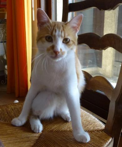 chat roux adoption spa sud alpine hautes alpes paca gap veynes