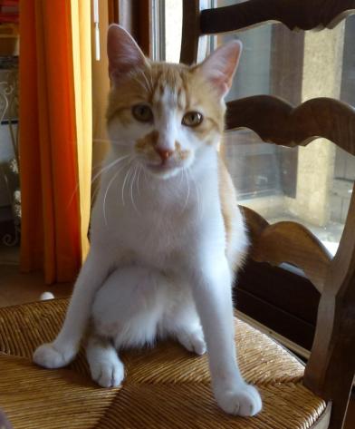 chat roux adoption spa sud alpine hautes alpes paca gap veynes 