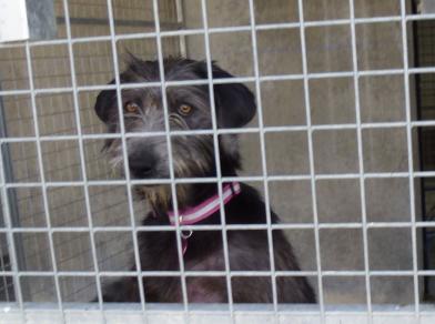 adoption chien griffon femelle parfaiet gap veynes
