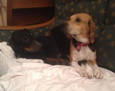 beagle et jag adoption refuge spa sudalpne veynes gap paca