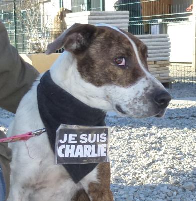 bull terrier adoption spa sud alpine gap veynes refuge paca