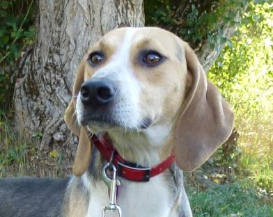 adoption beagle femelle spa gap hautes alpes