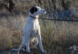 chien adoption border collie braque refuge gap veynes hautes alpes spa sud alpine