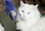 chat persan blanc adoption spa refuge paca hautes-alpes