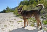 GOPO chien de la SPA Sud Alpine 