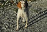 adoption chien epagneul refuge hautes alpes paca gap spa sud alpine