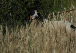 chien femelle bleu de gascogne refuge adoption gap veynes hautes alpes sps sud alpine paca