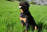 KYZO chien spa sud alpine 2014