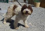 adoption chien LAGOTTO ROMAGNOLO truffier spa hautes alpes