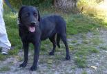 chien femelle labrador refuge adoption spa sud alpine gap veynes hautes alpes paca