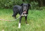 chien femelle border collie adoption refuge veynes spa sud alpine gap paca hautes alpes