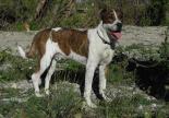 bull terrier chien adopter refuge hautes alpes
