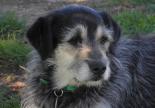 chien petit plus de 10 ans adoption refuge spa sud alpine paca hautes-alpes