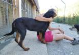 rottweiler adoption chien refuge hautes alpes paca